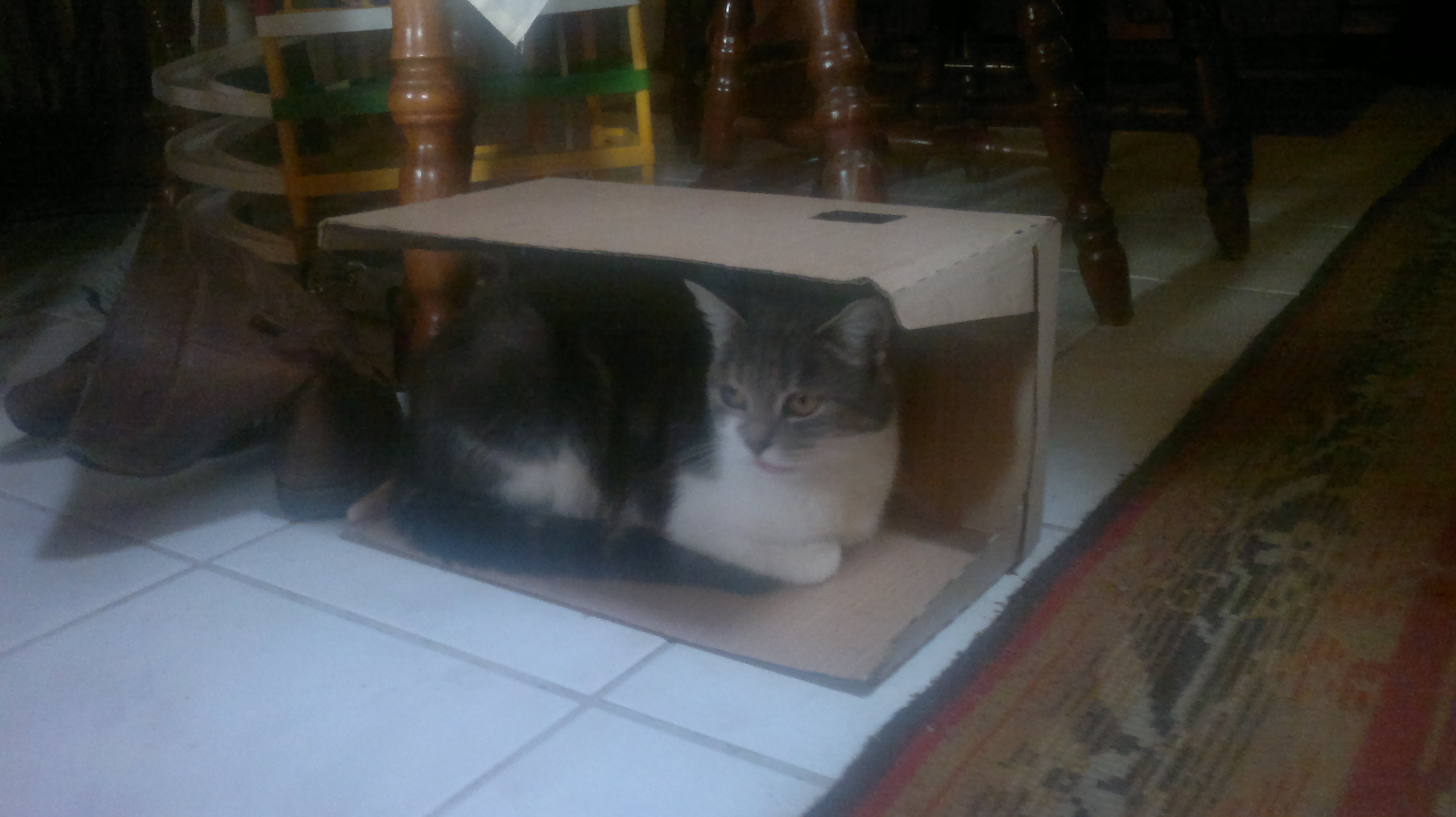 macska