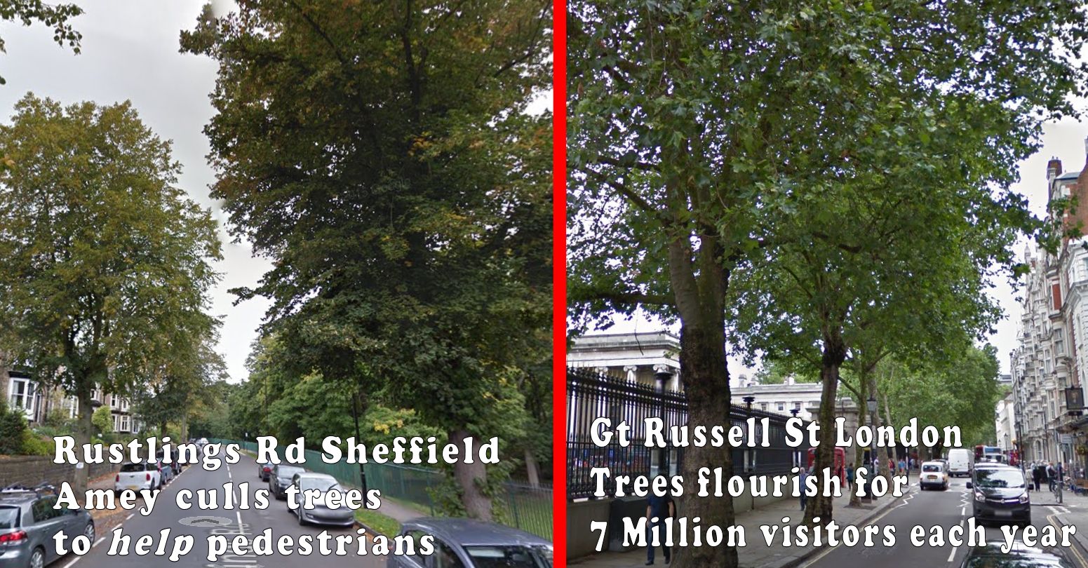 Rustlings Rd Trees