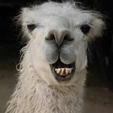 llama.jpg