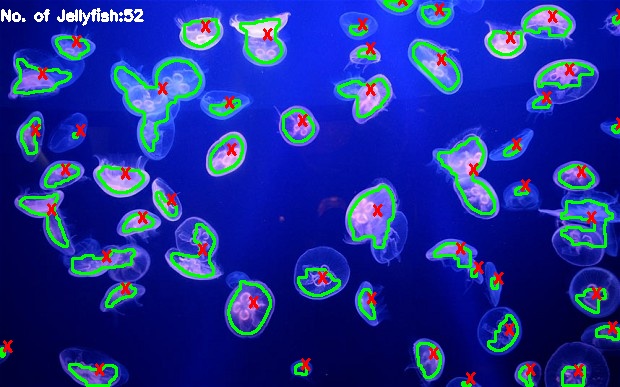 jellyfish
