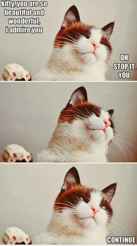 kittyyouaresobeautifulandwonderfulIadmireyoudrhecklefunnywtfcatmemes.jpg
