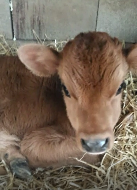 Cow2.png