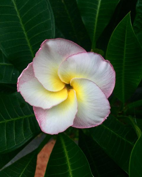 RIS.jpg