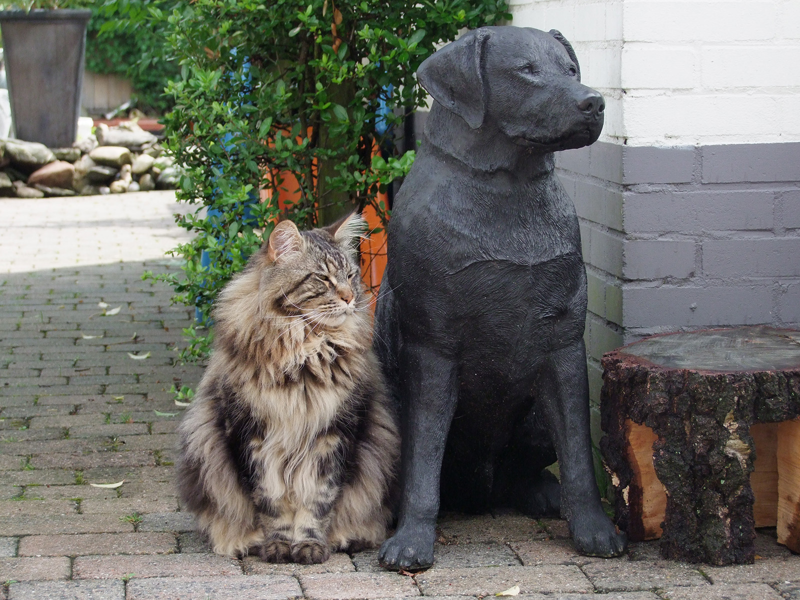 akiranexttodog.JPG