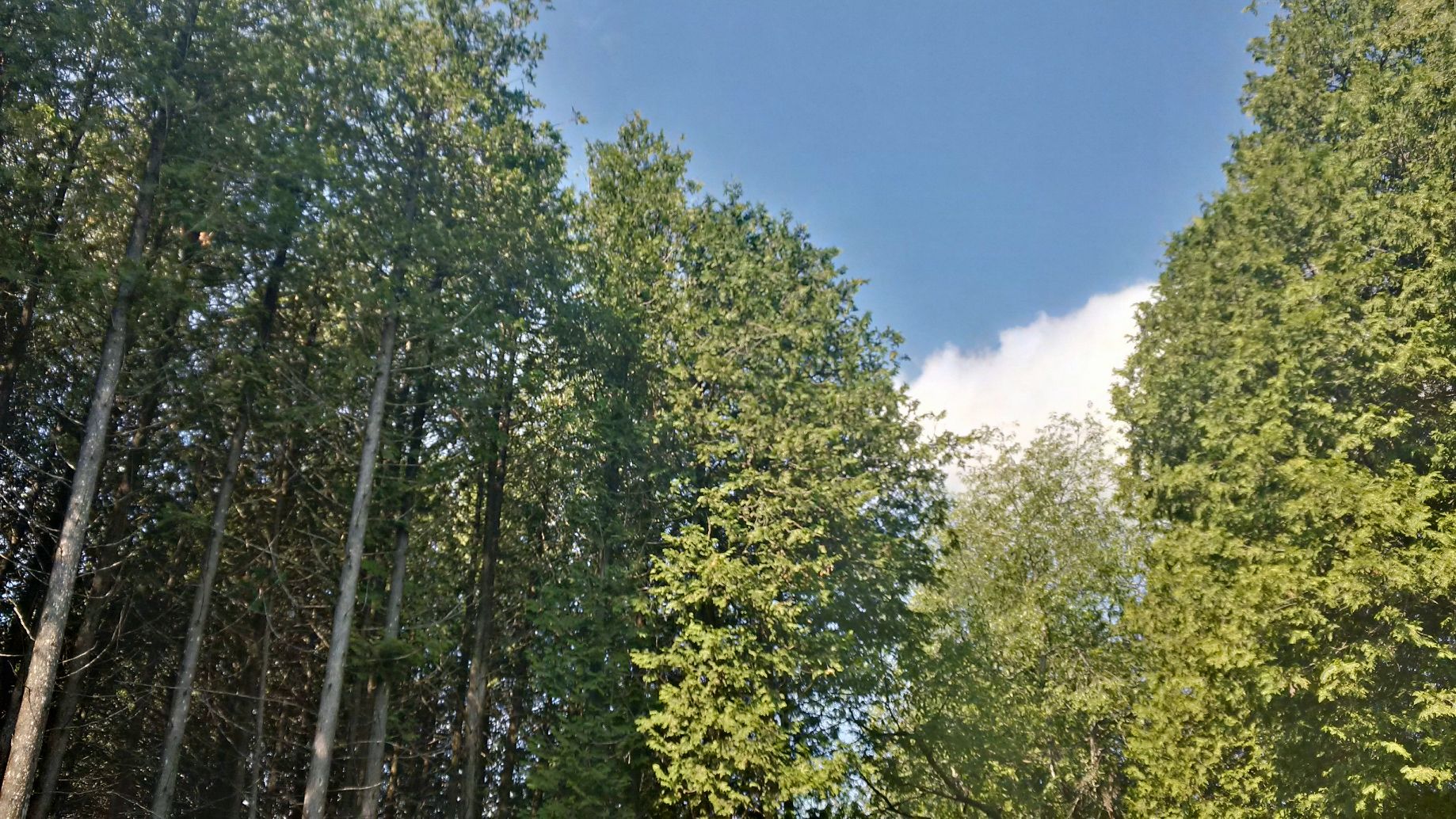 tallcedar3.jpg
