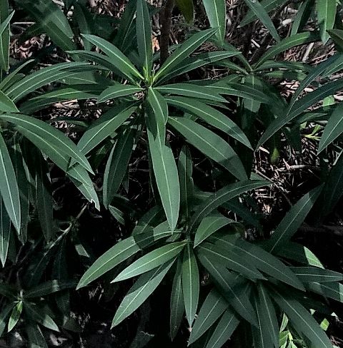 RIS.jpg