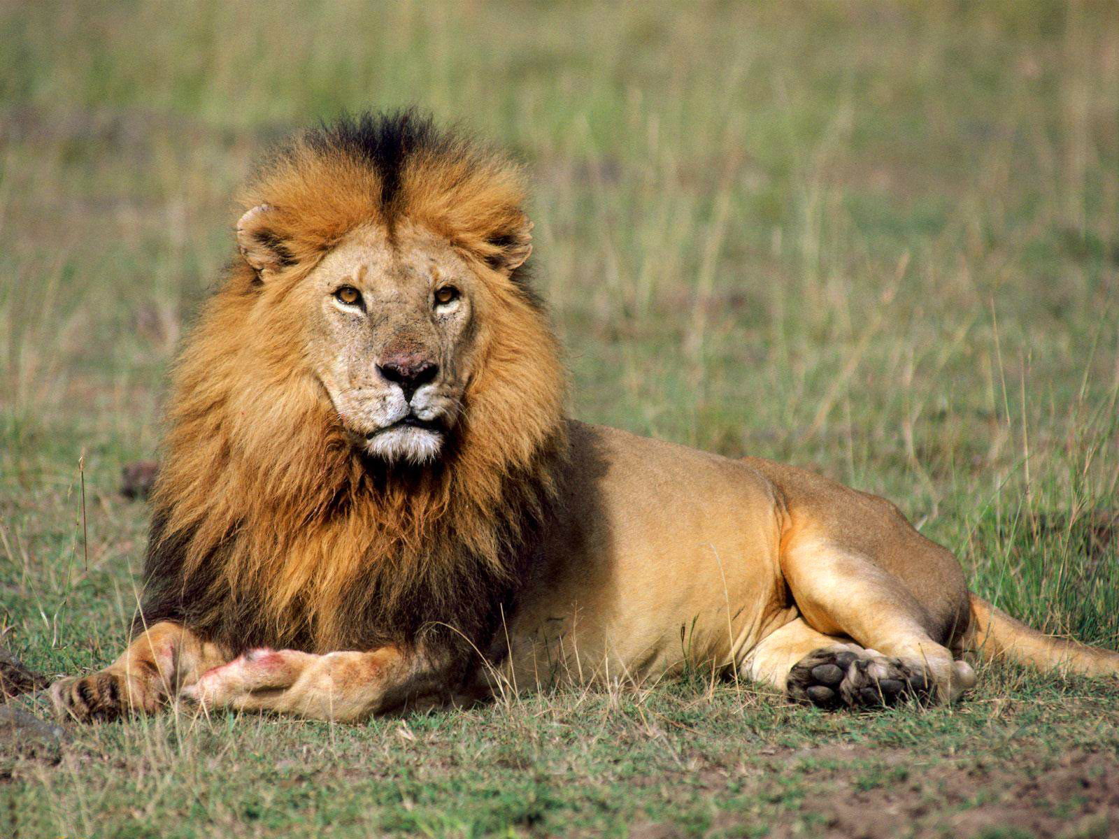 The-best-top-desktop-lion-wallpapers-hd-lion-wallpaper-11_xjbx08.jpg