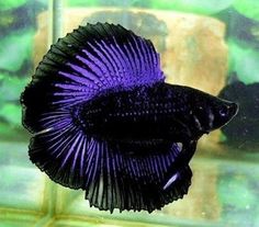 UVPurpleSiameseFightingFishBetta.jpg