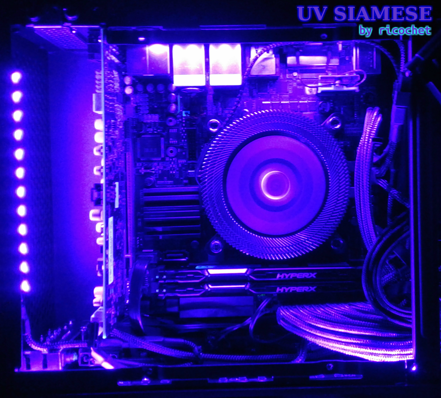 UVSiamese_8.jpg