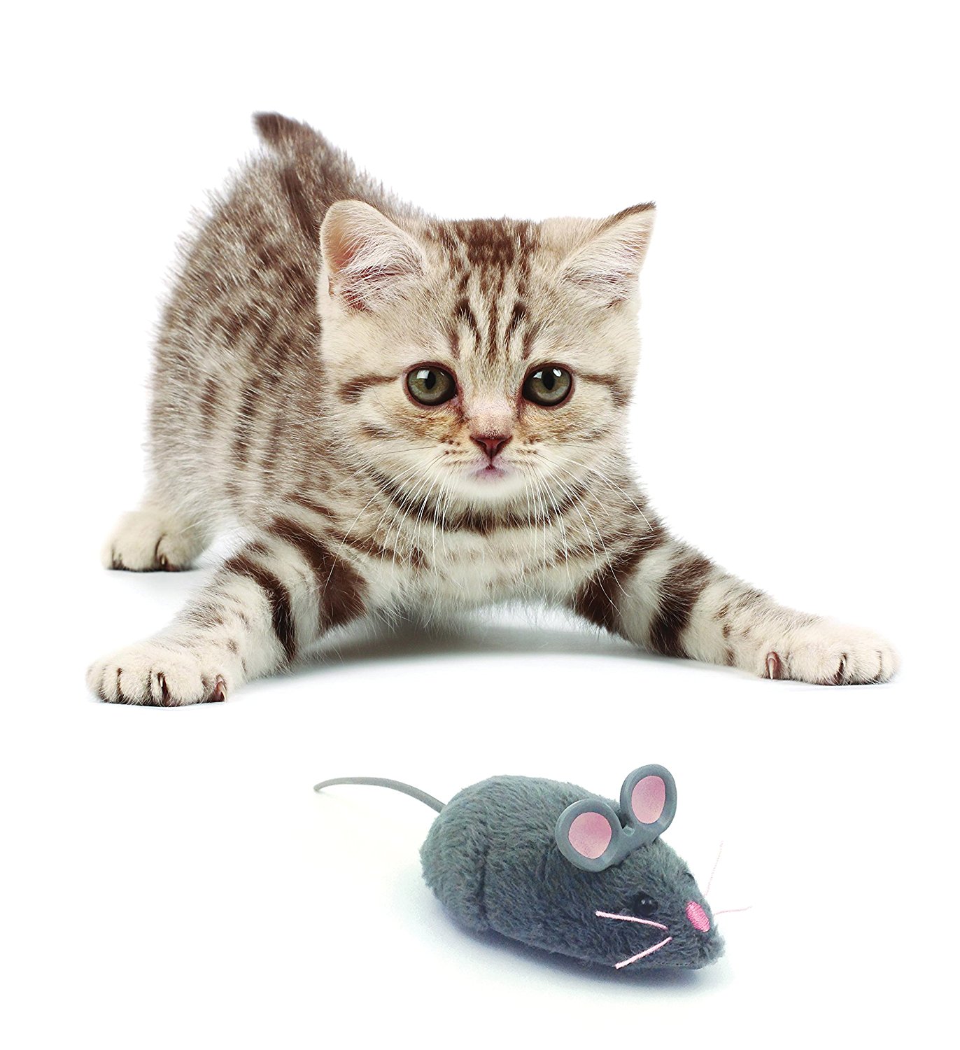 cute kitty cat