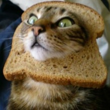 BreadCat.png