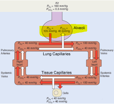 lungcapacities.png