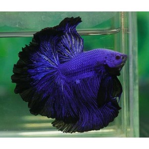 UVPurpleBettaSiameseFightingFish.jpg