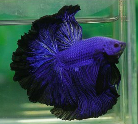UVPurpleBettaSiameseFightingFish.jpg