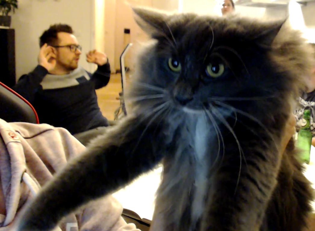 cat.png