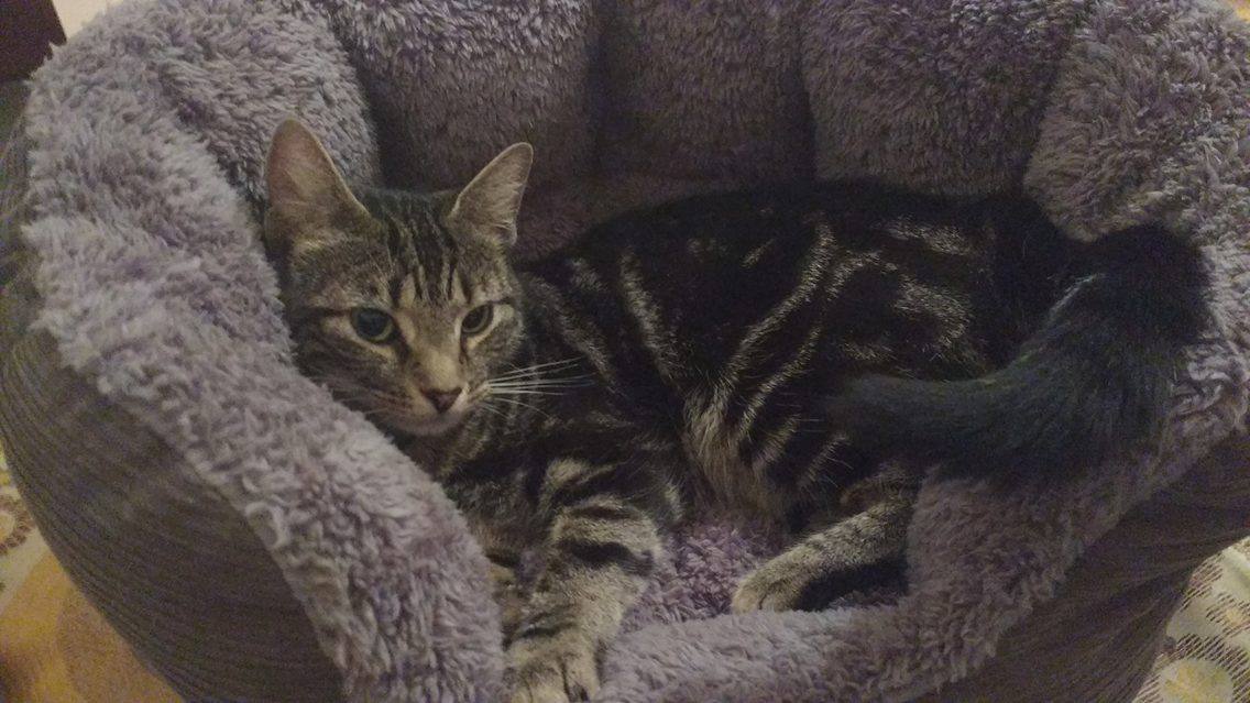 CAt