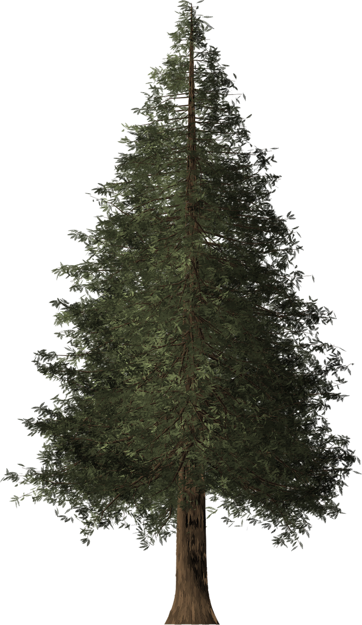 redwood-tree-1480228_1280.png