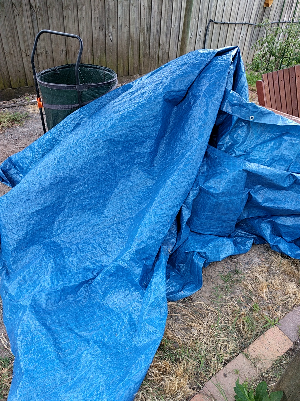 Tarp