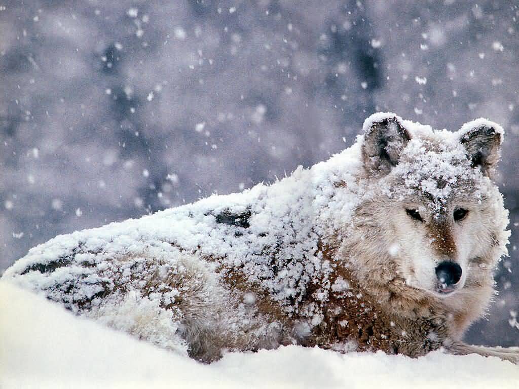 Wolf.jpg