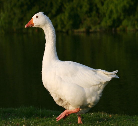 duckgoose.png
