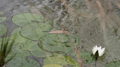5d70be5931b4ac719666efd52b0971c2.gif