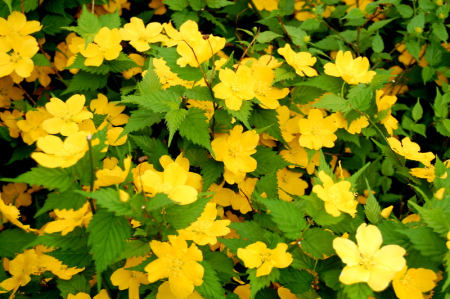 Flores doradas