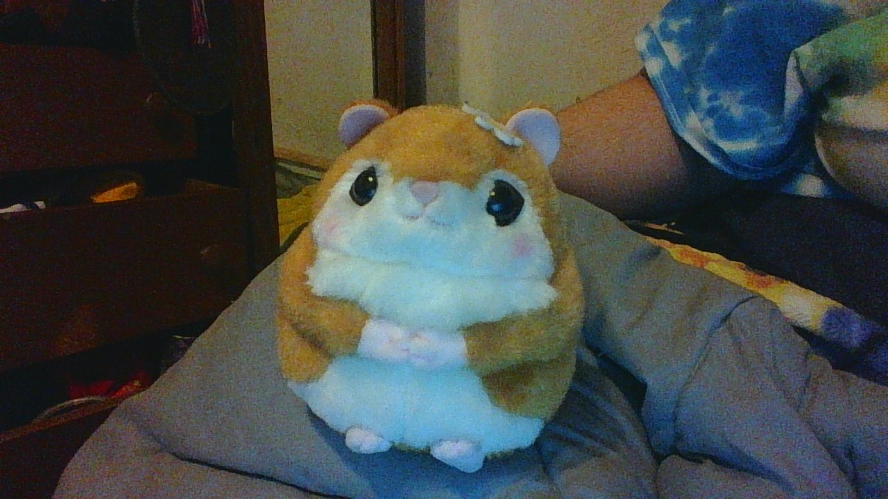 Rise the Squirrel