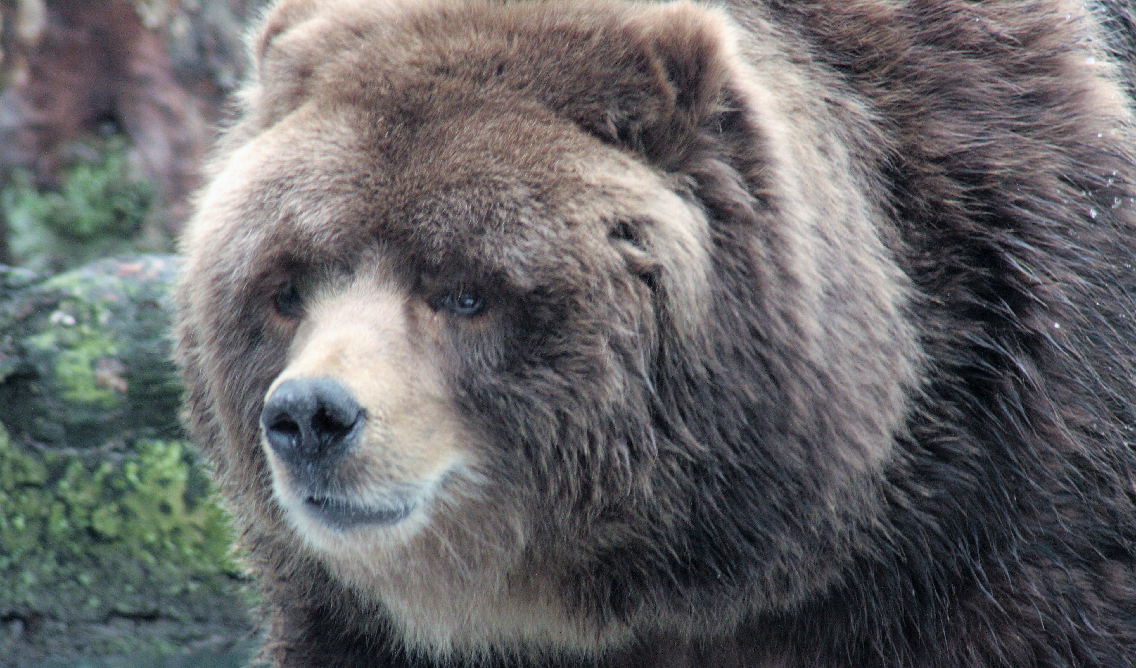KodiakBear.jpg