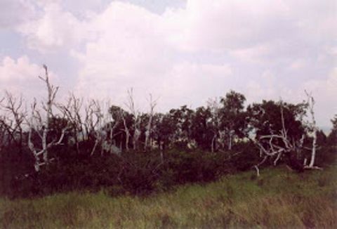 RIS.jpg