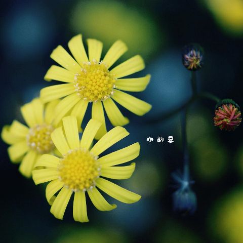 RIS.jpg