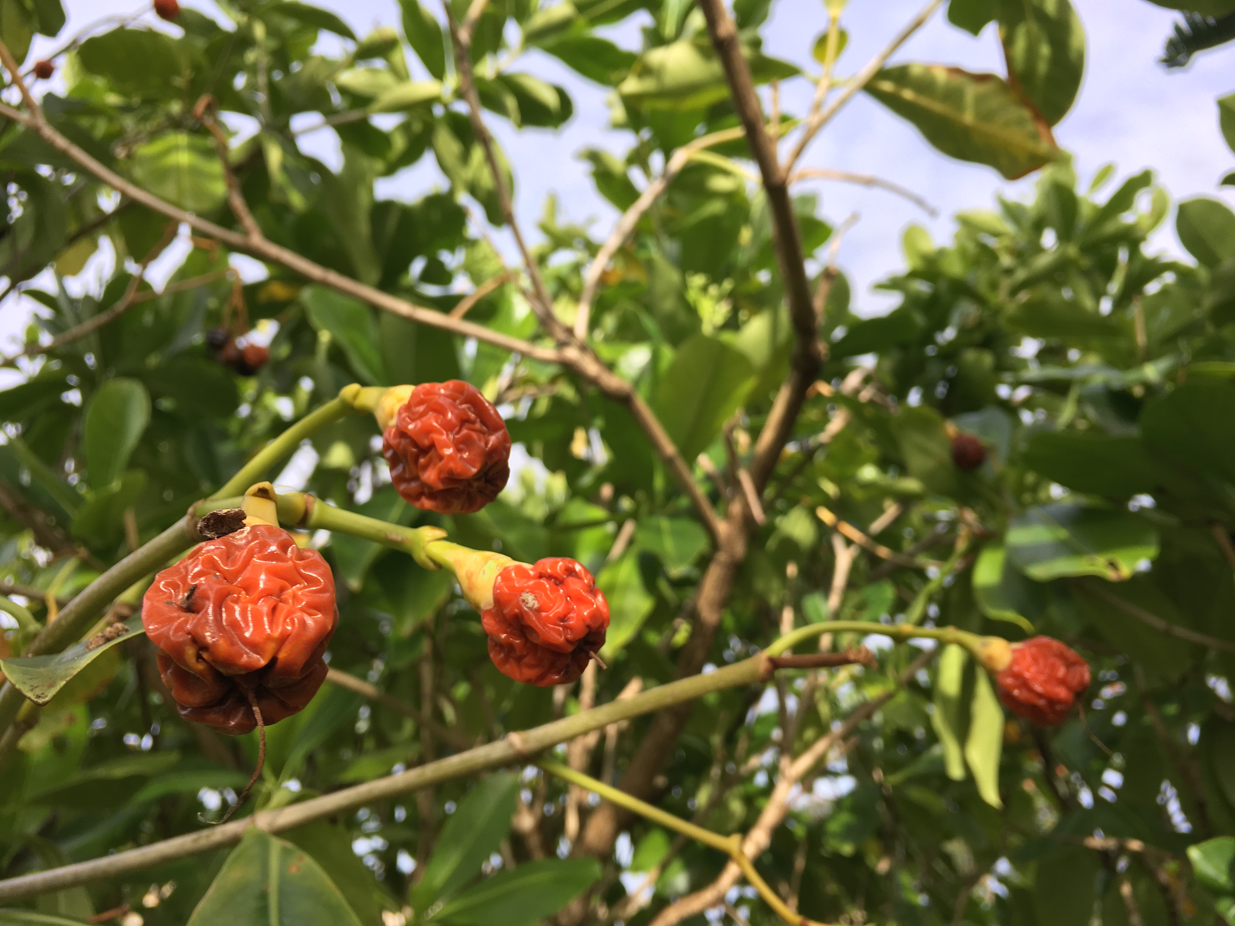 fruit2.JPG