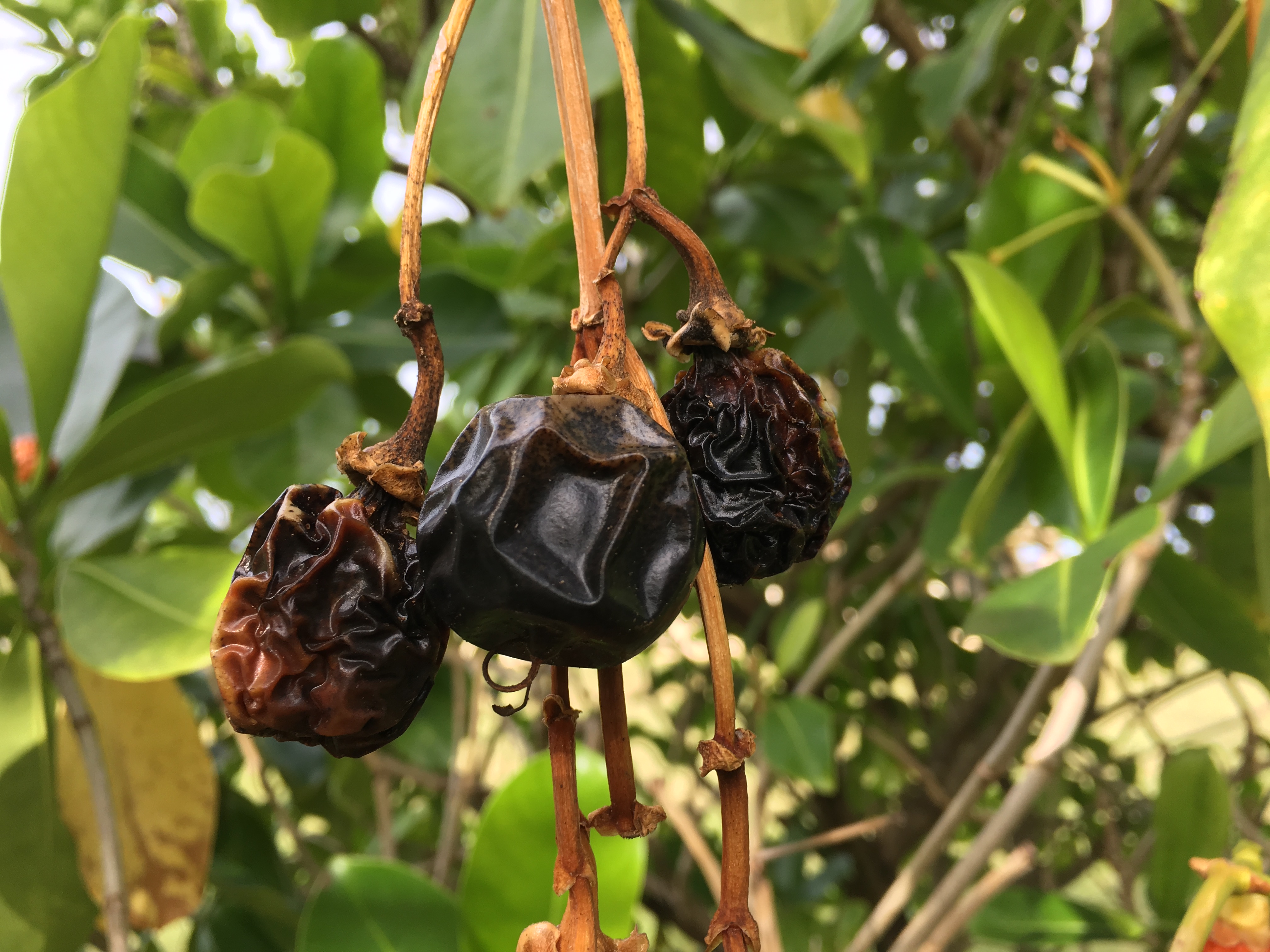fruit3.JPG