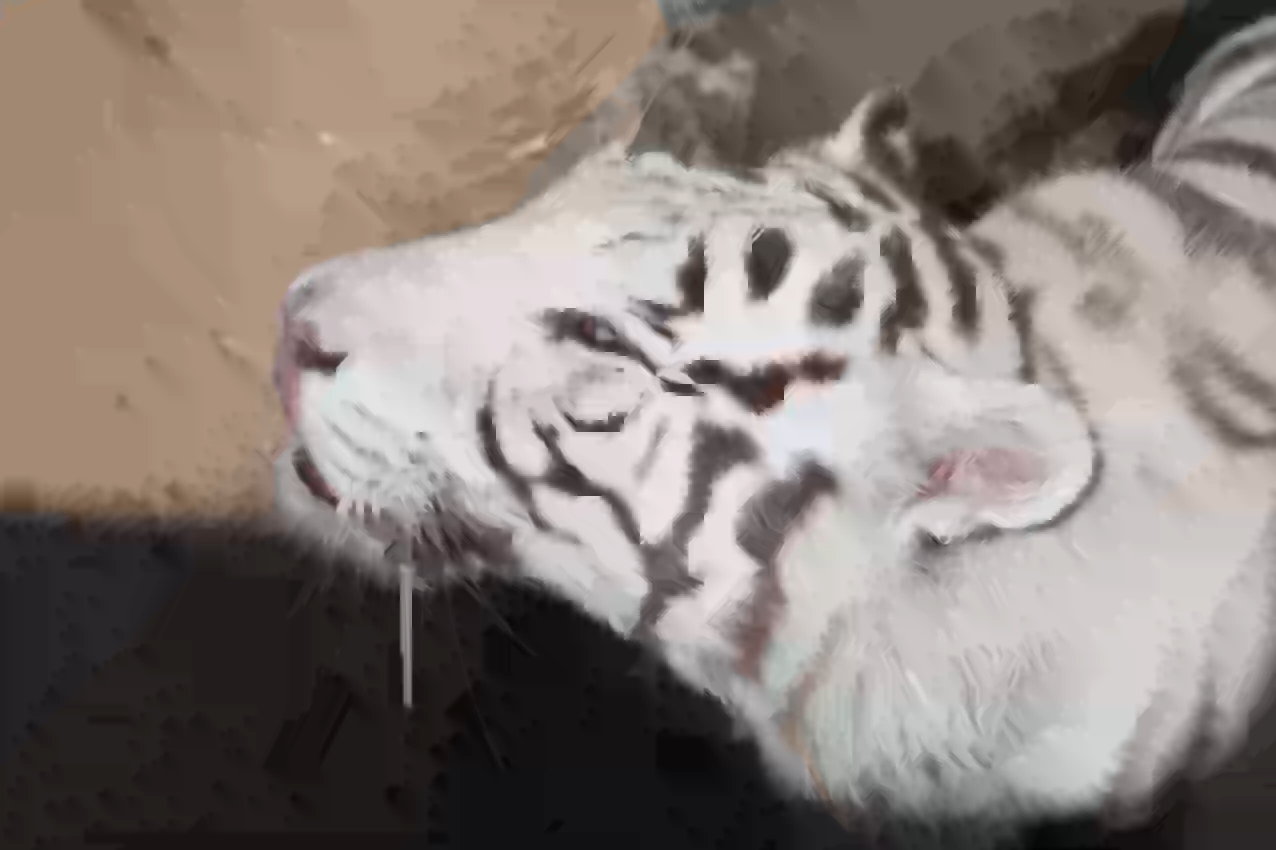 Daala DCT in AV1 Debug