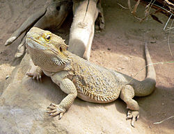 Lizard.jpg