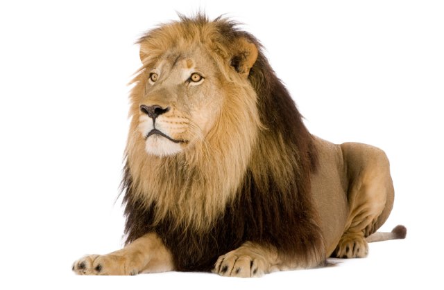 lionn