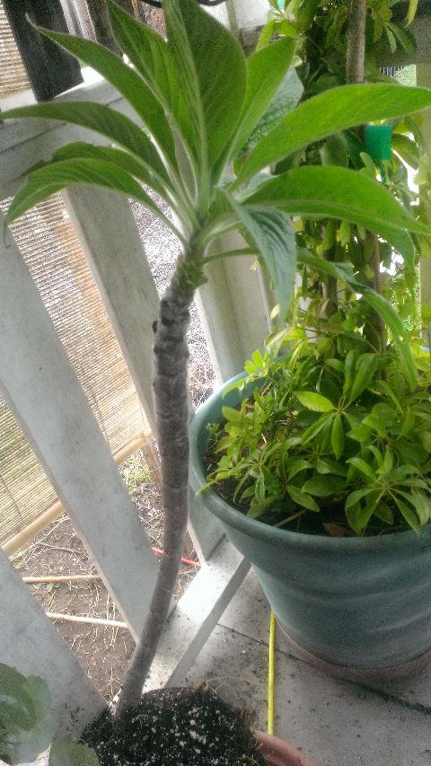 RIS.jpg