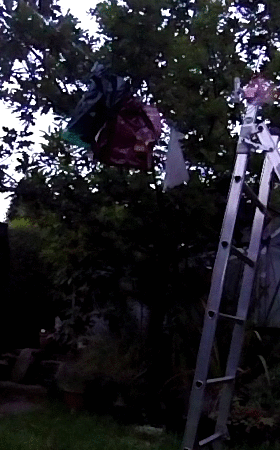 animation_.gif