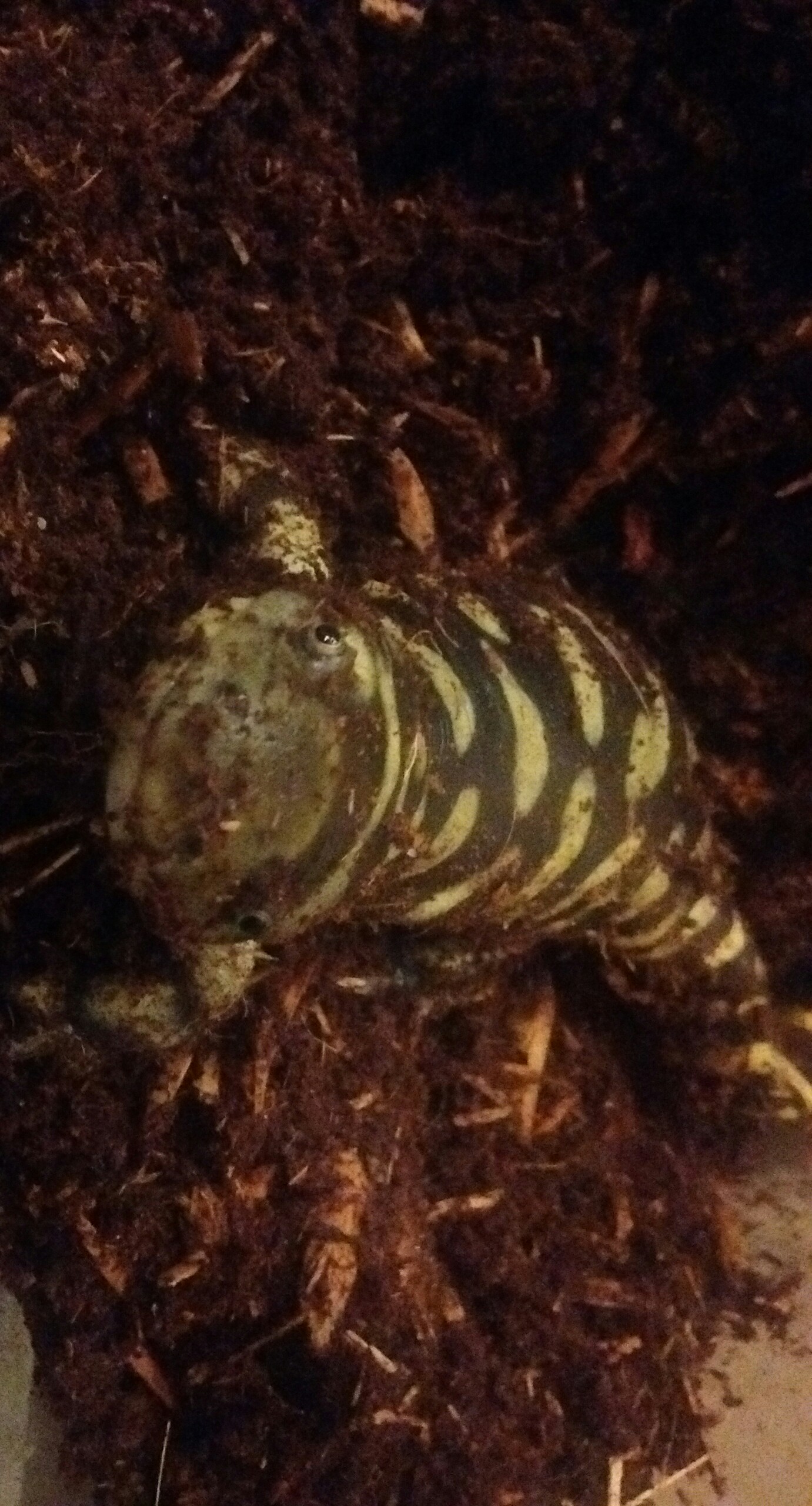 Ambystoma mavortium (barred tiger sal)