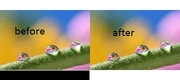 bug.jpeg