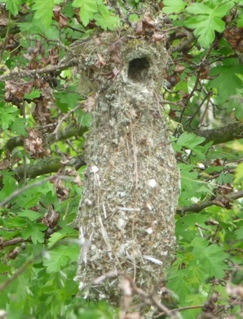 Bushtit nest