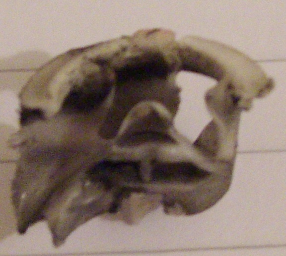 side1.jpg