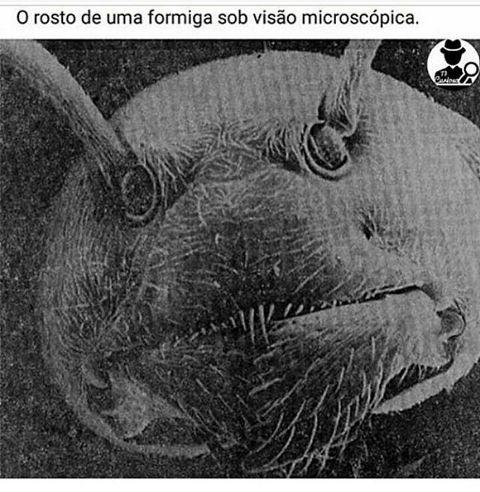 RIS.jpg