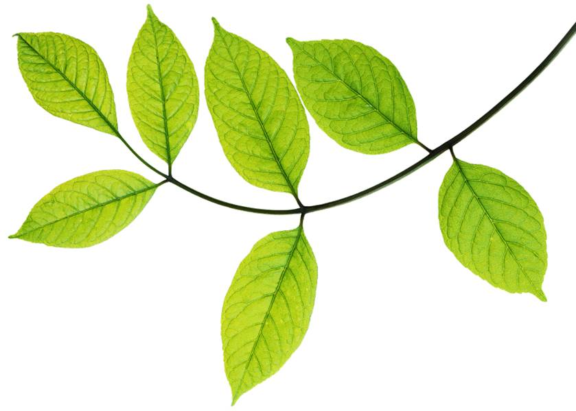 tree.jpg