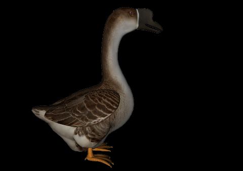 RIS.jpg