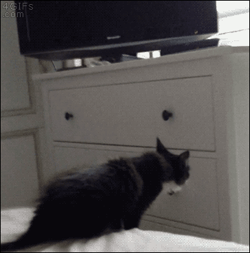 cat-reaching.gif