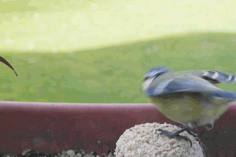 blaumeise2.gif