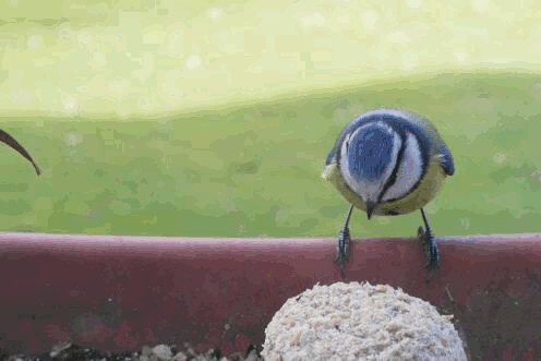 blaumeise3.gif