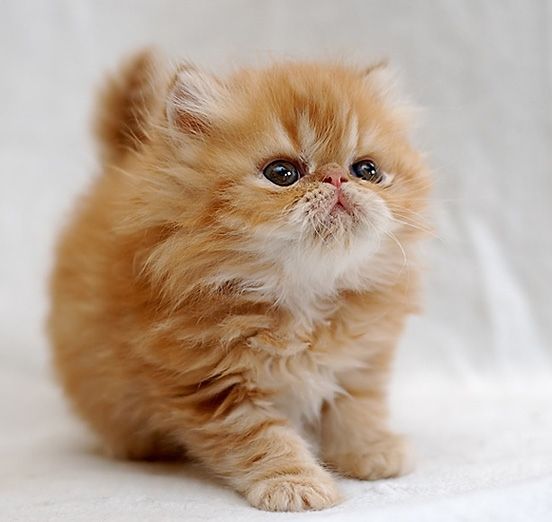 kitten.jpg