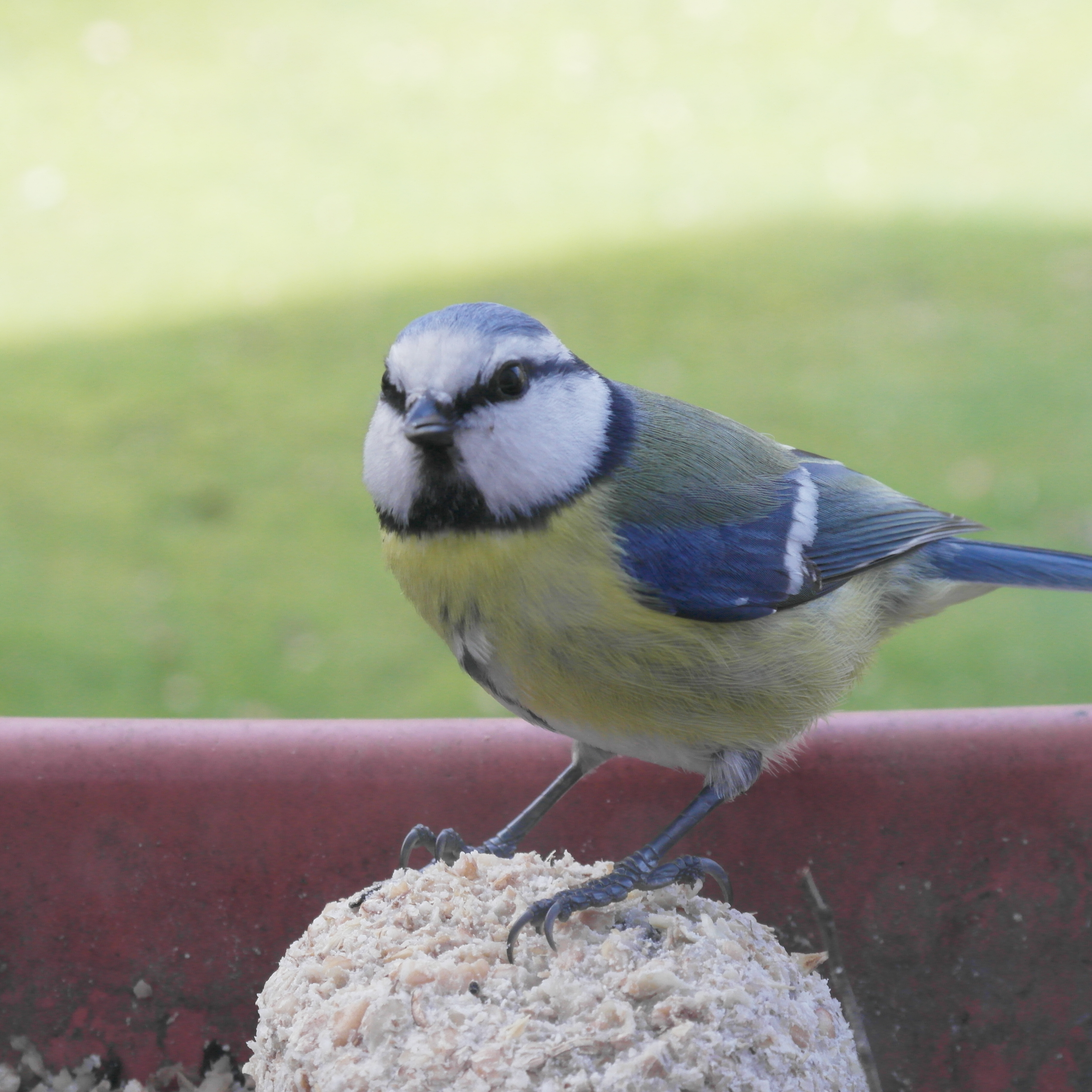 blaumeise2.jpg