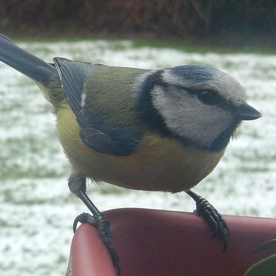 blaumeise.jpg